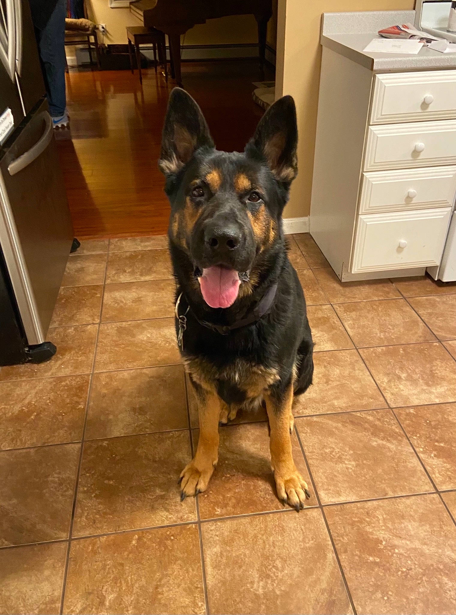 Rucker is registered to the contest to win money with this photo: cabinetry, carnivore, chest_of_drawers, dog, dog_breed, drawer, dresser, fawn, floor, flooring, german_shepherd_dog, guard_dog, hardwood, herding_dog, king_shepherd, old_german_shepherd_dog, snout, sporting_group, wood, working_animal
