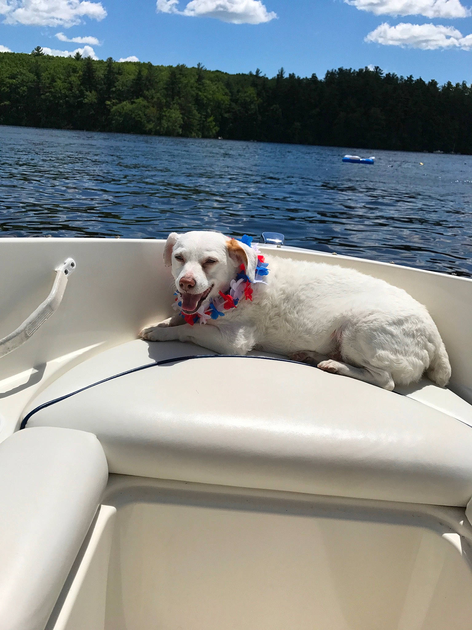 Simon is registered to the contest to win money with this photo: boat, boating, canidae, carnivore, deck, dog, dog_breed, lake, recreation, speedboat, sporting_group, vacation, vehicle, water_transportation, watercraft, yacht