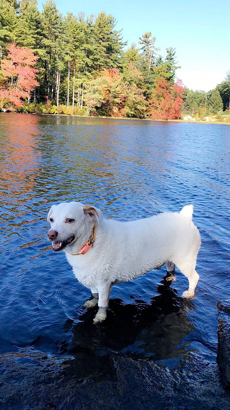 Simon is registered to the contest to win money with this photo: bank, canidae, carnivore, companion_dog, dog, dog_breed, labrador_retriever, lake, mammal, retriever, river, sporting_group, tail, tree, vertebrate, water