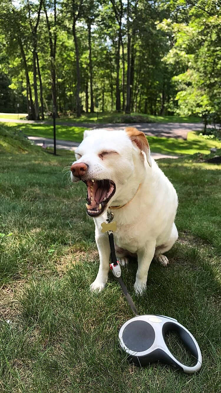 Simon is registered to the contest to win money with this photo: adventure, american_bulldog, american_pit_bull_terrier, american_staffordshire_terrier, canidae, carnivore, collar, companion_dog, dog, dog_breed, dog_collar, fawn, grass, mammal, non_sporting_group, pit_bull, snout, sporting_group, tail, vertebrate