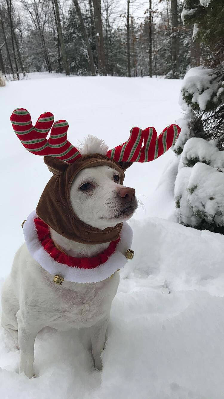 Simon is registered to the contest to win money with this photo: antler, canidae, carnivore, christmas, dog, dog_breed, dog_clothes, dog_collar, ear, fawn, fur, holiday, reindeer, santa_claus, snout, snow, sporting_group, white, winter