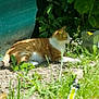 Aïkou participe au concours pour gagner de l'argent avec cette photo : cat, ginger_cat, white_fur, outdoor, garden, grass, plants, flowers, sunlight, nature, relaxing, animal, pet, greenery, wildflowers, daytime, mammal, resting, feline, peaceful