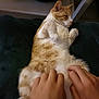 Aïkou a rejoint le concours — aidez-le/la à gagner de superbes lots ! cat, orange_cat, white_cat, pet, belly_rub, hands, relaxed, lying_down, fluffy, domestic_cat, indoor, cozy, blanket, fur, paw, cute, comfort, resting, animal, feline