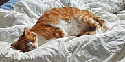 Aïkou participe au concours pour gagner de l'argent avec cette photo : cat, orange_cat, white_cat, sleeping, bed, comforter, cozy, indoor, pet, feline, resting, curled_up, fur, animal, domestic_animal, cute, relaxation, soft, blanket, napping