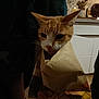 cat, orange_cat, paper_bag, indoor, dim_lighting, kitchen, furniture, television, curious, pet, domestic_animal, animal_face, whiskers, flooring, human_leg, hand, shadow, cozy, domestic_scene, wrapped