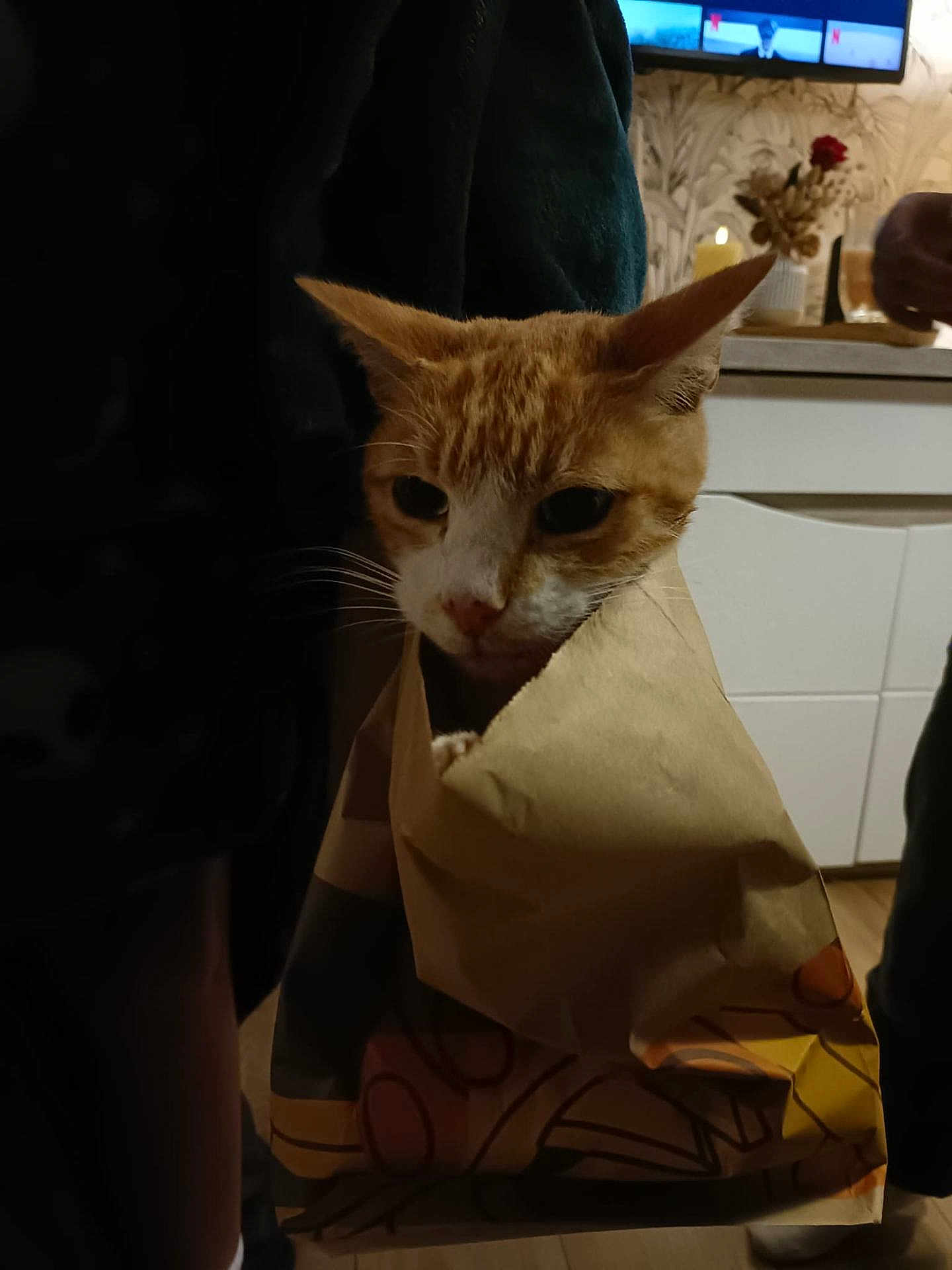 Aïkou participe au concours pour gagner de l'argent avec cette photo : cat, orange_cat, paper_bag, indoor, dim_lighting, kitchen, furniture, television, curious, pet, domestic_animal, animal_face, whiskers, flooring, human_leg, hand, shadow, cozy, domestic_scene, wrapped