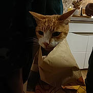 Aïkou participe au concours pour gagner de l'argent avec cette photo : cat, orange_cat, paper_bag, indoor, dim_lighting, kitchen, furniture, television, curious, pet, domestic_animal, animal_face, whiskers, flooring, human_leg, hand, shadow, cozy, domestic_scene, wrapped
