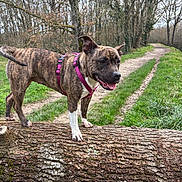 Xena participe au concours pour gagner de l'argent avec cette photo : brindle_coat, canine, dog, forest, grass, happy, harness, log, nature, outdoor, paws, pet, pink_harness, standing, tongue_out, trail, tree_trunk, trees, walking_path, woodland