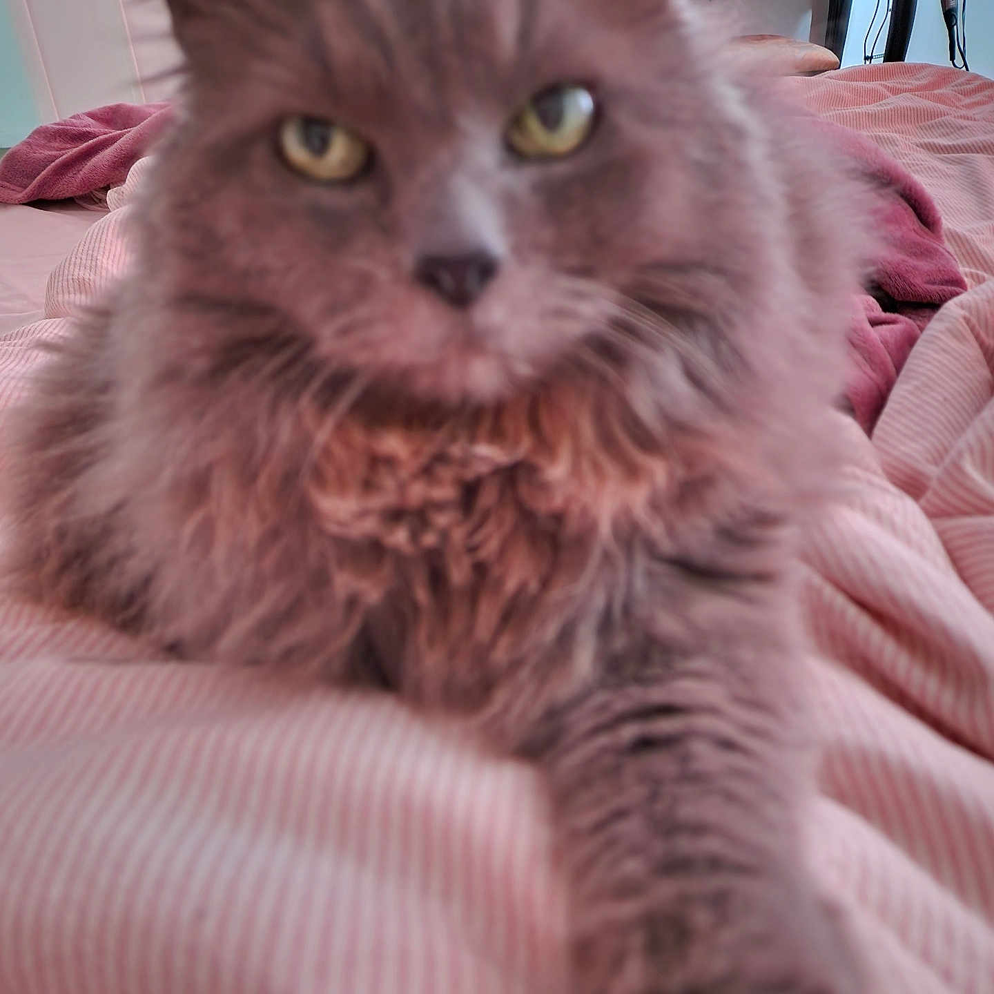Paupiette a rejoint le concours — aidez-le/la à gagner de superbes lots ! cat, fluffy, long_haired, pet, animal, feline, golden_eyes, whiskers, fur, paw, portrait, close_up, bed, bedroom, pink, striped_bedding, indoor, home, relaxed, staring