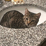 Blue Rage joined the competition — help win amazing prizes! animal, bathroom, cat, cleaning_supplies, countertop, curious, ears, eyes, face, faucet, granite, indoor, pet, resting, sink, soap, soap_holder, striped_fur, tabby, whiskers