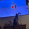 Blue is registered to the contest to win money with this photo: bottle, cable, cat, cat_tail, curiosity, dresser, entertainment, furniture, hat, indoor, night, pet, photo_frame, screen_glow, tabby_cat, television, toy_mouse, tv_screen, watching, wood_surface