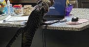Blue is registered to the contest to win money with this photo: bowl, cat, chair, computer_mouse, counter_island, countertop, fruit_bowl, hand_sanitizer, kitchen, knife_block, laptop, mousepad, paper_towel, power_cord, reflection, screen, snacks, stool, stove, tabby_cat