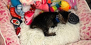 Blue joined the competition — help win amazing prizes! animal, colorful, cozy, cute, floor, fluffy, indoor, kitten, leopard_print, pet_bed, pillow, pink, plush_toys, rainbow_toy, resting, sleeping, small, tabby, toy_oreo, toy_sushi
