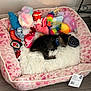 kitten, sleeping, pet_bed, plush_toys, colorful, tabby, fluffy, pillow, pink, leopard_print, floor, cozy, indoor, cute, small, toy_sushi, toy_oreo, rainbow_toy, resting, animal