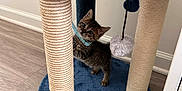 Blue is registered to the contest to win money with this photo: kitten, cat, blue_collar, scratching_post, cat_tree, plush, floor, wooden_floor, toy, indoor, pet, feline, curious, small, young, playful, ears, whiskers, collar, cute