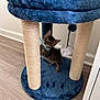 kitten, cat, blue_collar, scratching_post, cat_tree, plush, floor, wooden_floor, toy, indoor, pet, feline, curious, small, young, playful, ears, whiskers, collar, cute