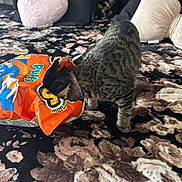 Blue is registered to the contest to win money with this photo: cat, tabby, snack_bag, orange_bag, bed, blanket, floral_pattern, pillow, cushion, indoor, curious, pet, animal, striped, collar, feline, exploring, cozy, soft, resting