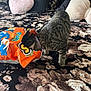 cat, tabby, snack_bag, orange_bag, bed, blanket, floral_pattern, pillow, cushion, indoor, curious, pet, animal, striped, collar, feline, exploring, cozy, soft, resting