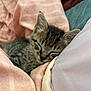 kitten, sleeping, tabby, cat, pet, cozy, blanket, pillow, indoor, cute, fur, resting, closeup, soft, peaceful, animal, young, napping, domestic_animal, comfort