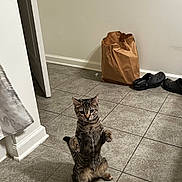Blue joined the competition — help win amazing prizes! cat, tabby_cat, standing, floor, tile_floor, paper_bag, door, shoes, indoor, curious, pet, animal, feline, ears, whiskers, paws, alert, home, domestic, brown