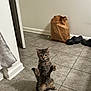 cat, tabby_cat, standing, floor, tile_floor, paper_bag, door, shoes, indoor, curious, pet, animal, feline, ears, whiskers, paws, alert, home, domestic, brown