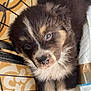 Aiden participe au concours pour gagner de l'argent avec cette photo : puppy, dog, animal, pet, fluffy, cute, face, blue_eyes, fur, crate, floor, pattern, white_pad, close_up, indoors, young, adorable, resting, looking, small