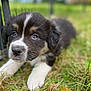 Aiden a rejoint le concours — aidez-le/la à gagner de superbes lots ! puppy, dog, grass, outdoor, animal, pet, fur, cute, young, nature, blurred_background, closeup, muzzle, ears, eyes, white_paws, black_fur, brown_fur, snout, resting