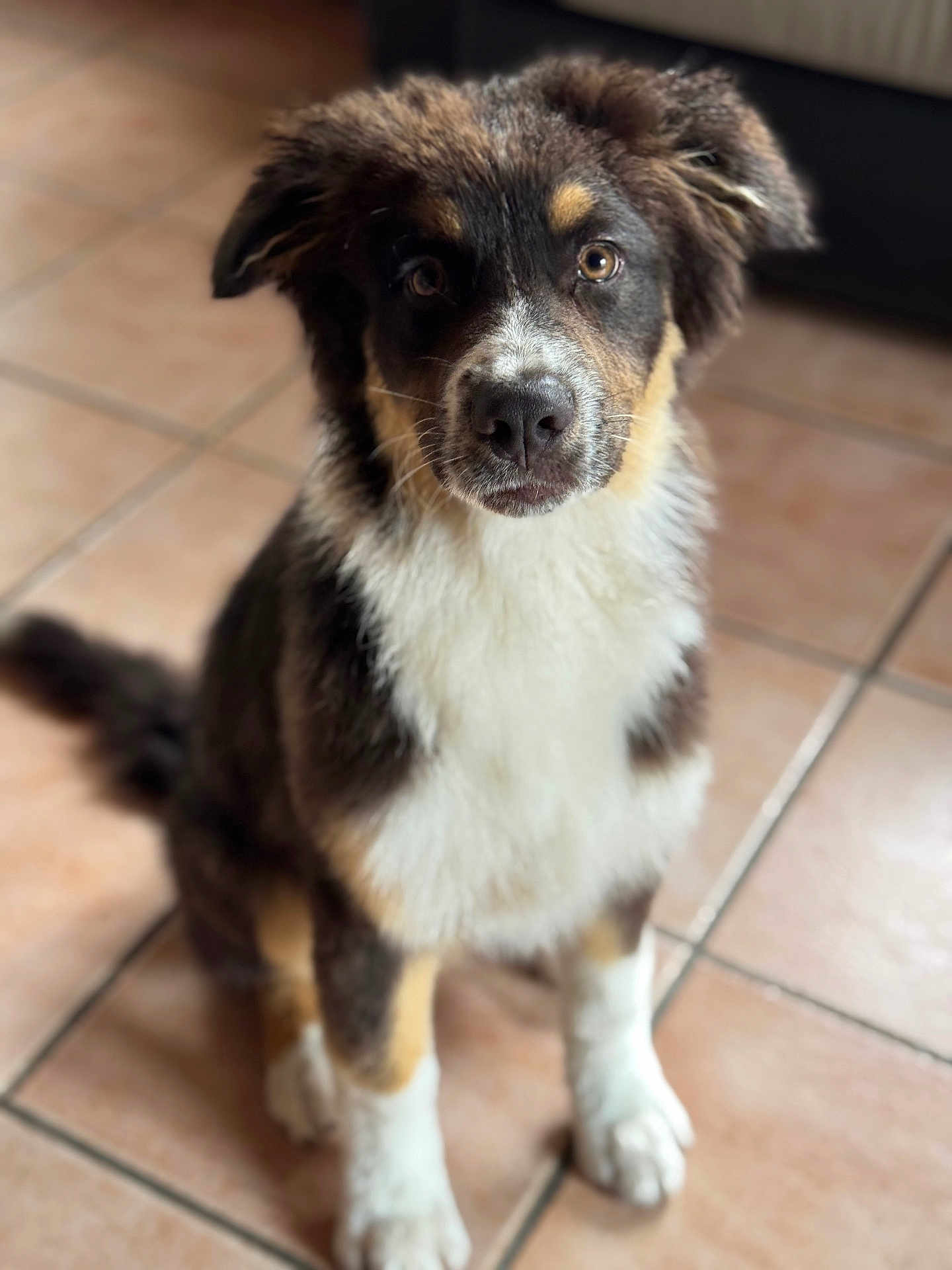 Aiden participe au concours pour gagner de l'argent avec cette photo : dog, puppy, sitting, indoor, tile_floor, fur, cute, pet, animal, brown, white, black, ears, face, eyes, nose, tail, young, canine, looking