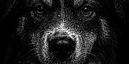 Aiden a rejoint le concours — aidez-le/la à gagner de superbes lots ! dog, close_up, black_and_white, wet, portrait, animal, fur, water_droplets, face, eyes, mouth, teeth, dark_background, intense_gaze, canine, texture, moist, expression, headshot, pet
