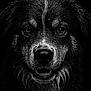 dog, close_up, black_and_white, wet, portrait, animal, fur, water_droplets, face, eyes, mouth, teeth, dark_background, intense_gaze, canine, texture, moist, expression, headshot, pet