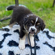 Aiden participe au concours pour gagner de l'argent avec cette photo : puppy, dog, pet, outdoor, grass, playful, curious, black_and_white, fur, cord, patterned_rug, animal, young, cute, close_up, small, adorable, nose, whiskers, ears
