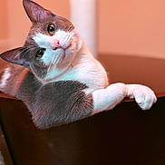 Whiskey joined the competition — help win amazing prizes! cat, gray_and_white, pet, animal, feline, chair, indoor, cute, curious, relaxed, portrait, looking_at_camera, whiskers, ears, fur, paw, head_tilt, soft_lighting, background_blur, cozy