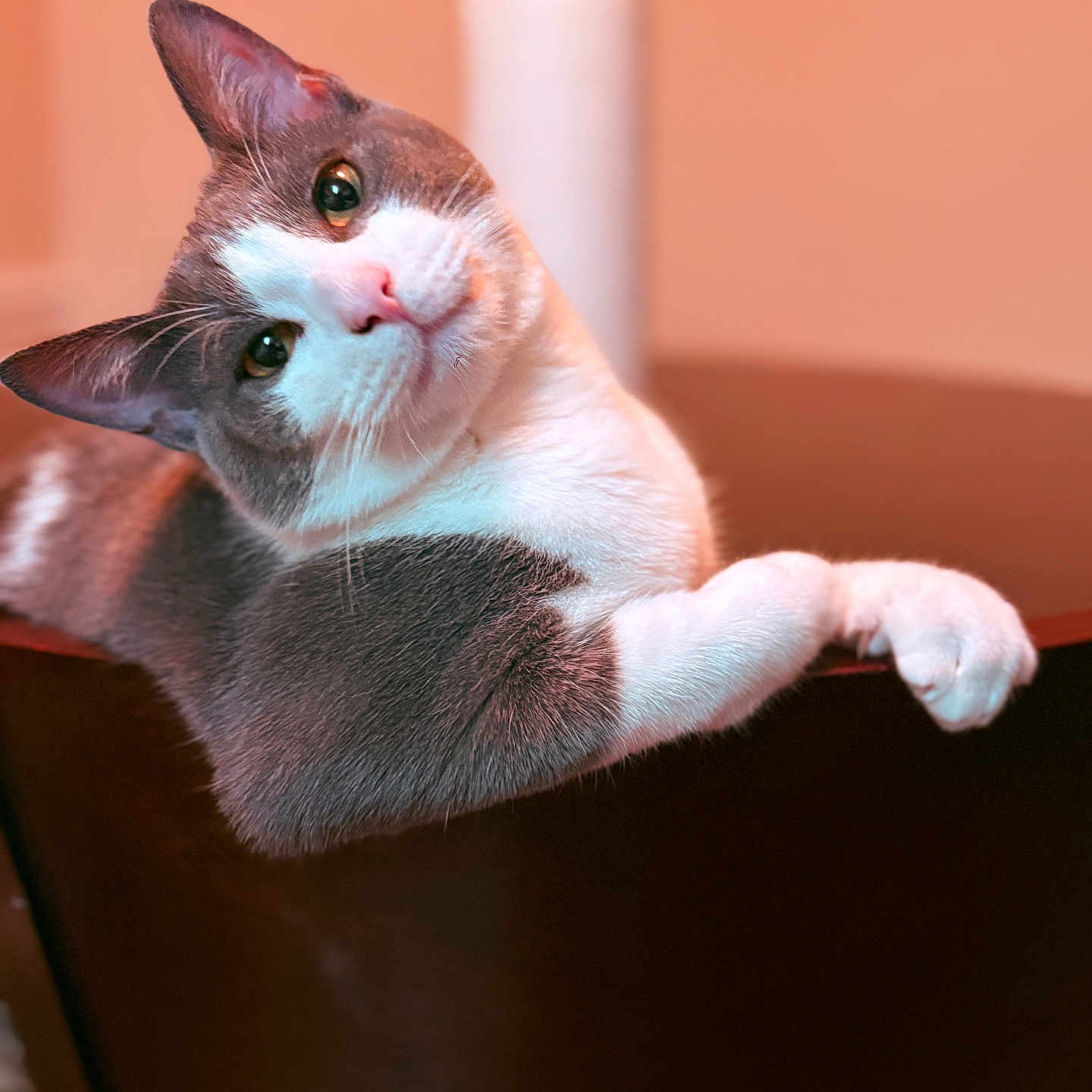 Whiskey joined the competition — help win amazing prizes! cat, gray_and_white, pet, animal, feline, chair, indoor, cute, curious, relaxed, portrait, looking_at_camera, whiskers, ears, fur, paw, head_tilt, soft_lighting, background_blur, cozy