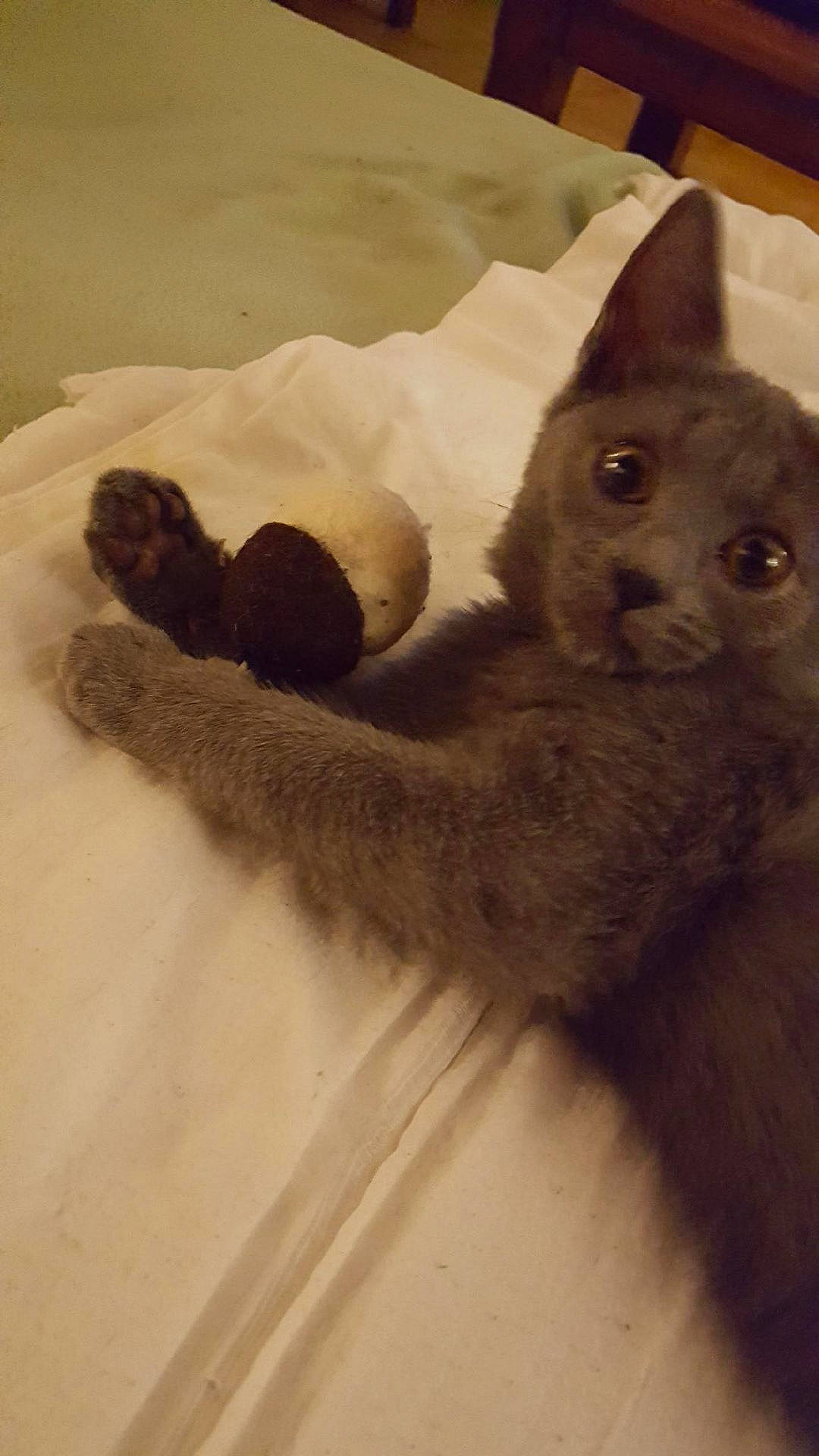 Regliss a rejoint le concours — aidez-le/la à gagner de superbes lots ! asian, british_shorthair, burmese, carnivore, cat, chartreux, eye, fawn, felidae, fur, german_rex, kitten, korat, mammal, nebelung, russian_blue, small_to_medium_sized_cats, tail, tonkinese, whiskers