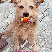 Eden participe au concours pour gagner de l'argent avec cette photo : dog, birthday, ten_years_old, shaggy, tan_fur, small_dog, sitting, toy, chew_toy, bone, cartoon_bones, heart, pink_heart, outdoor, concrete, pavement, portrait, pet, text_overlay, french_text