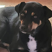 Lula participe au concours pour gagner de l'argent avec cette photo : animal, black_dog, calm, canine, carpet, companion, dog, domestic_animal, floor, house, indoor, looking_at_camera, lying_down, mammal, paw, pet, quiet, relaxed, tan_markings, wooden_furniture