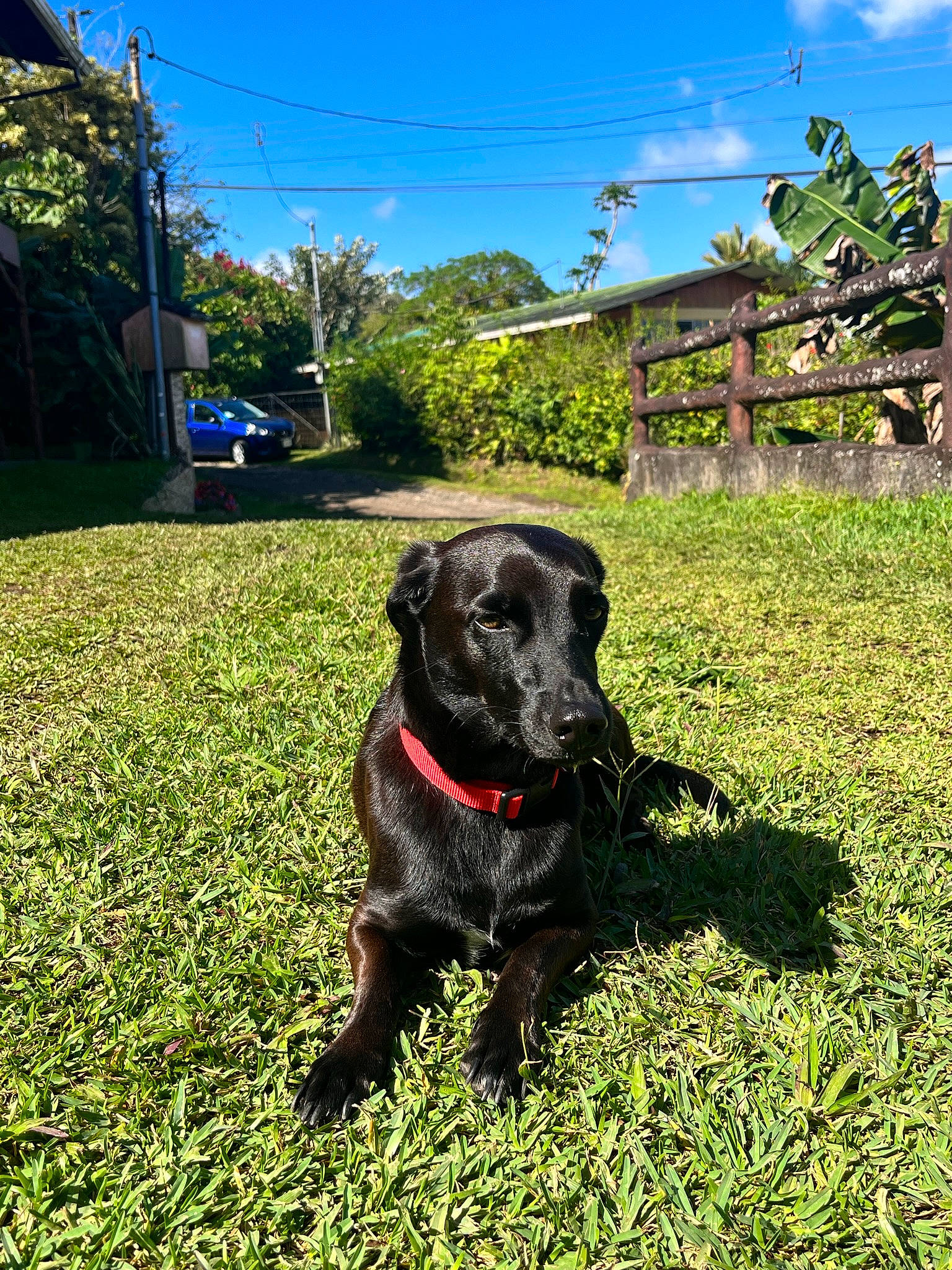 Simba a rejoint le concours — aidez-le/la à gagner de superbes lots ! canidae, carnivore, cloud, collar, companion_dog, dog, dog_breed, dog_collar, fawn, grass, gun_dog, lawn, plant, shrub, sky, snout, sporting_group, tail, tree, working_animal