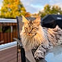 Zeppelin is registered to the contest to win money with this photo: cat, maine_coon, long_hair, pet, portrait, outdoor, deck, patio_table, chair, railing, golden_hour, sunset, whiskers, paw, fur, ear, eyes, relaxed, closeup, bokeh