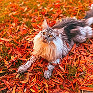 Zeppelin is registered to the contest to win money with this photo: cat, long_haired_cat, pet, autumn, fallen_leaves, orange_leaves, grass, outdoor, nature, portrait, fur, whiskers, paws, lying_down, closeup, golden_eyes, cozy, seasonal, backyard, wildlife