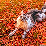 cat, long_haired_cat, pet, autumn, fallen_leaves, orange_leaves, grass, outdoor, nature, portrait, fur, whiskers, paws, lying_down, closeup, golden_eyes, cozy, seasonal, backyard, wildlife