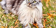 Zeppelin joined the competition — help win amazing prizes! cat, long_hair, maine_coon_like, green_eyes, whiskers, ears, paw, fur, outdoor, grass, autumn_leaves, bokeh, portrait, close_up, natural_light, lying_down, relaxed, pet, feline, soft_texture