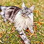 cat, long_hair, maine_coon_like, green_eyes, whiskers, ears, paw, fur, outdoor, grass, autumn_leaves, bokeh, portrait, close_up, natural_light, lying_down, relaxed, pet, feline, soft_texture