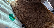 Tader Tot is registered to the contest to win money with this photo: cat, ginger_cat, white_fur, bed, bedding, pattern, fabric, indoor, pet, feline, resting, fur, whiskers, cozy, sleeping, animal, home, soft_light, closeup, relaxation