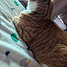 cat, ginger_cat, white_fur, bed, bedding, pattern, fabric, indoor, pet, feline, resting, fur, whiskers, cozy, sleeping, animal, home, soft_light, closeup, relaxation
