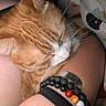 Tader Tot joined the competition — help win amazing prizes! cat, ginger_cat, sleeping, close_up, whiskers, person, arm, bracelet, beads, resting, feline, pet, cozy, nap, fur, orange, white, skin, handmade_jewelry, calm