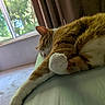 Tader Tot is registered to the contest to win money with this photo: cat, orange_cat, white_paw, sleeping, resting, indoor, window, sunlight, carpet, curtains, feline, pet, relaxed, home, cozy, fur, whiskers, paw, stretching, quiet