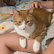 Tader Tot joined the competition — help win amazing prizes! cat, orange_cat, white_paws, petting, lap, person, legs, bed, blanket, floral_pattern, striped_pattern, indoor, resting, comfort, feline, domestic_animal, cute, animal, relaxation, home
