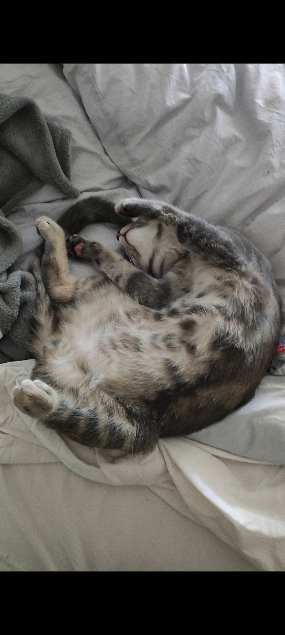 Nezumi participe au concours pour gagner de l'argent avec cette photo : canidae, carnivore, cat, claw, comfort, dog_breed, domestic_short_haired_cat, felidae, fur, grey, linens, nap, paw, plant, small_to_medium_sized_cats, sporting_group, tail, terrestrial_animal, whiskers