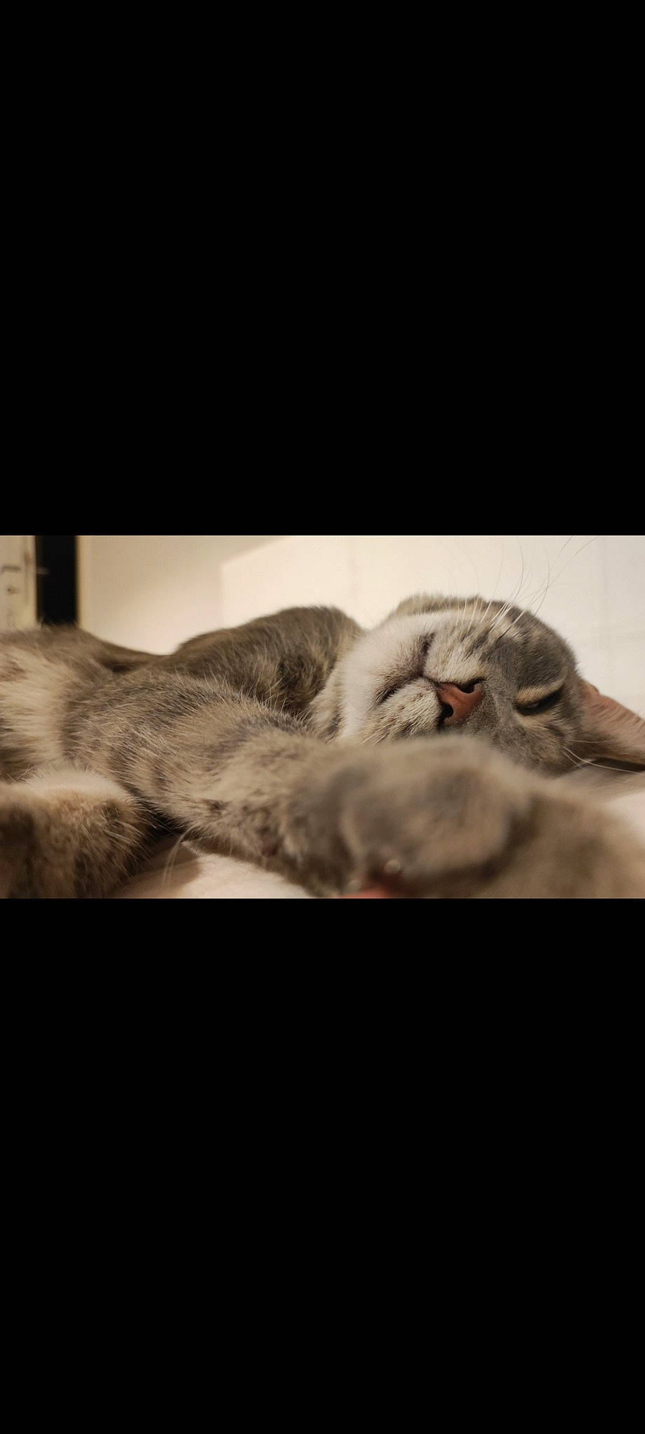 Nezumi a rejoint le concours — aidez-le/la à gagner de superbes lots ! ball, canidae, carnivore, cat, cat_bed, cloud, comfort, domestic_short_haired_cat, fawn, felidae, fur, grey, monochrome_photography, paw, small_to_medium_sized_cats, tail, terrestrial_animal, whiskers, wood, wrinkle