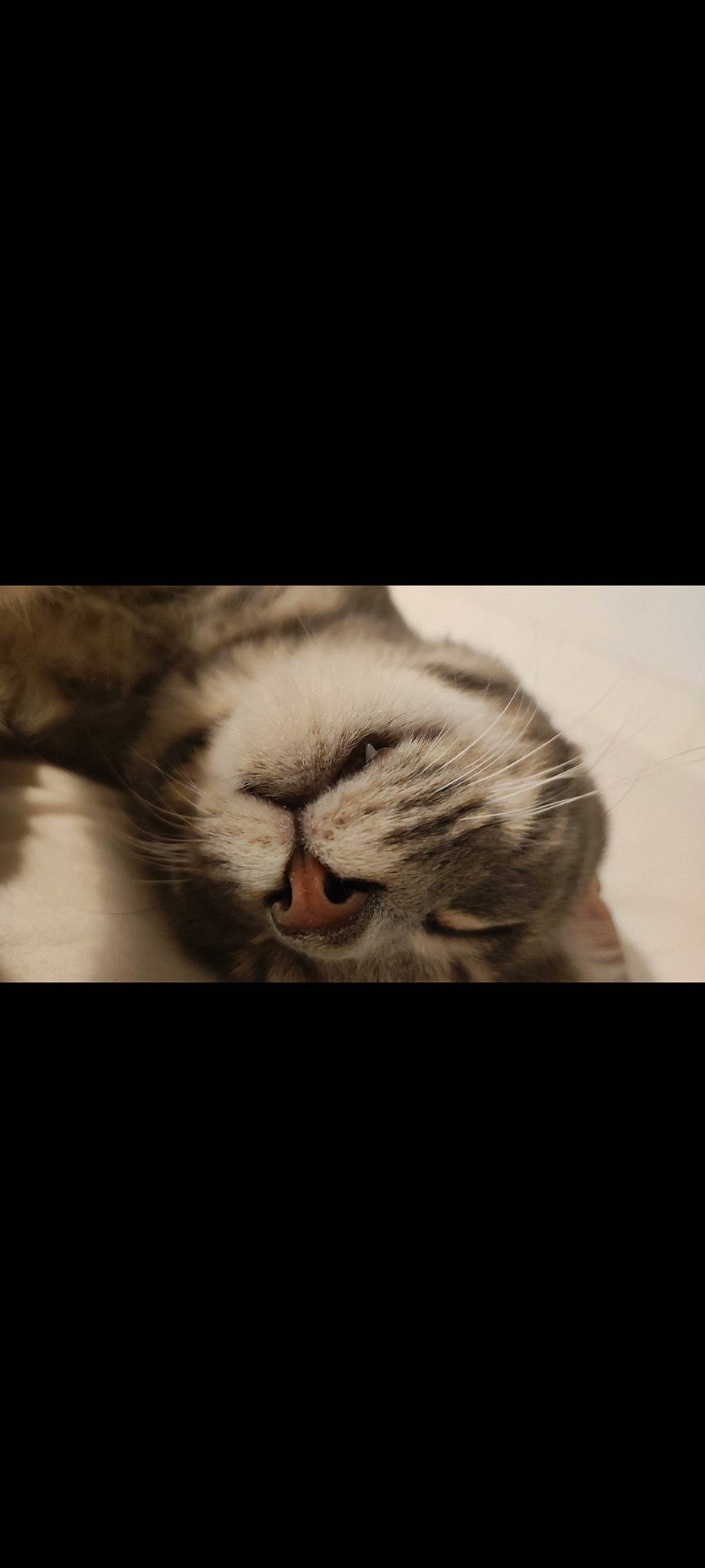 Nezumi participe au concours pour gagner de l'argent avec cette photo : carnivore, cat, comfort, darkness, domestic_short_haired_cat, ear, eye, fawn, felidae, grey, head, leg, monochrome, monochrome_photography, paw, plant, small_to_medium_sized_cats, snout, tail, whiskers